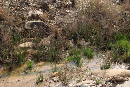Juncus exsertus (Juncus exsertus)
