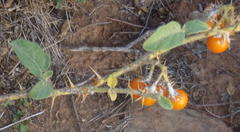 Solanum tomentosum tomentosum