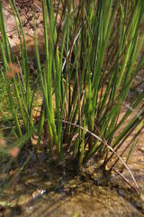 Juncus exsertus