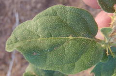Solanum tomentosum tomentosum
