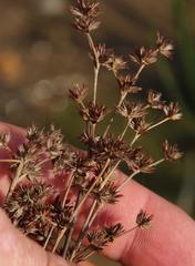 Juncus exsertus