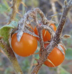 Solanum tomentosum tomentosum