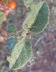 Solanum tomentosum tomentosum