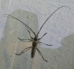 Disteniazteca pilati