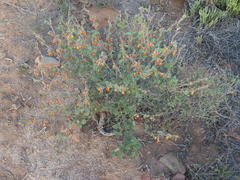 Solanum tomentosum tomentosum