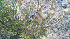 Pteronia paniculata