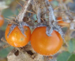 Solanum tomentosum tomentosum