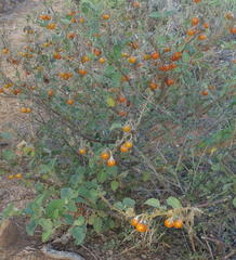 Solanum tomentosum tomentosum