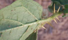 Solanum tomentosum tomentosum