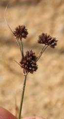 Juncus dregeanus dregeanus