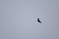 Buteo solitarius