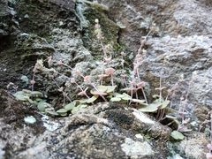 Crassula nemorosa