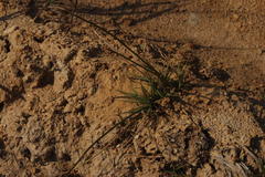 Cyperus polystachyos polystachyos