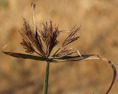 Cyperus polystachyos polystachyos