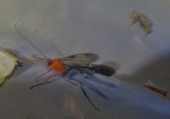 Thyreodon atriventris