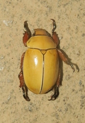 Phalangogonia sperata