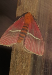 Pseudodirphia menander