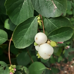 Symphoricarpos albus