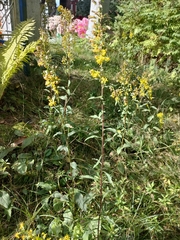 Solidago virgaurea taurica