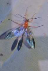 Thyreodon atriventris