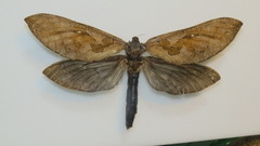 Phassus triangularis