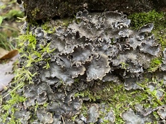 Peltigera elisabethae