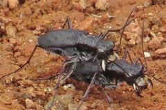 Cicindela cyaniventris