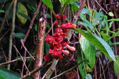 Glossoloma cucullatum