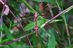 Haploglenius flavicornis