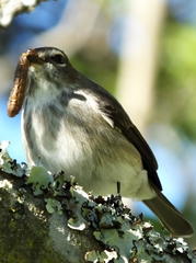 Muscicapa adusta adusta