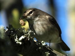 Muscicapa adusta adusta
