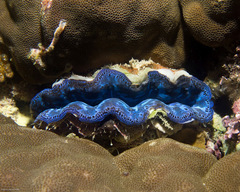 Tridacna crocea
