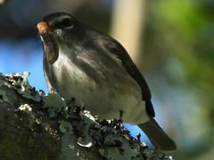 Muscicapa adusta adusta