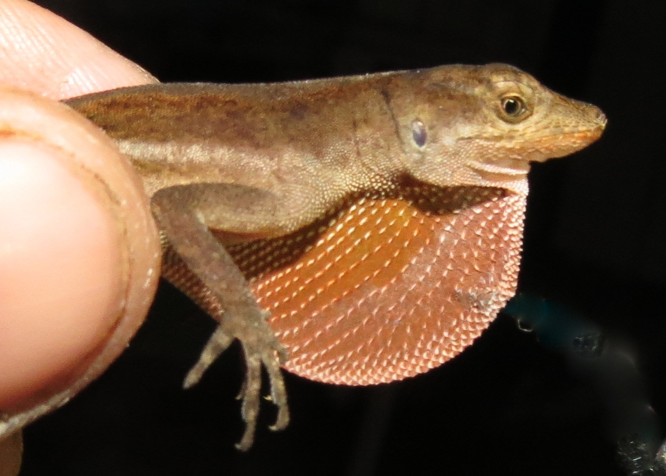 Copper Anole (Anolis cupreus) · iNaturalist