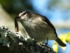 Muscicapa adusta adusta