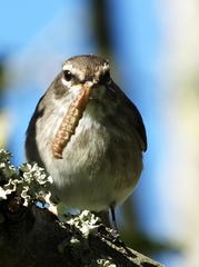 Muscicapa adusta adusta