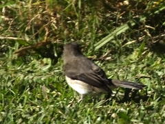 Muscicapa adusta adusta