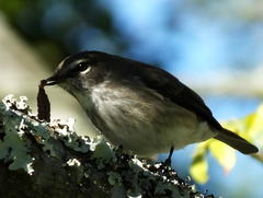 Muscicapa adusta adusta