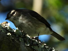 Muscicapa adusta adusta
