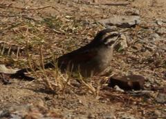 Emberiza capensis capensis