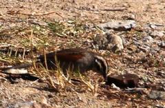 Emberiza capensis capensis