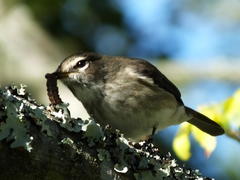 Muscicapa adusta adusta