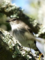 Muscicapa adusta adusta