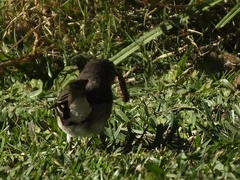 Muscicapa adusta adusta