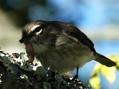 Muscicapa adusta adusta