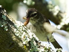 Muscicapa adusta adusta