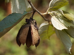 Pterospermum xylocarpum