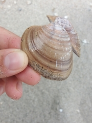 Megapitaria squalida