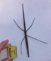 Bactrododema haworthii