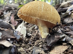 Russula senecis